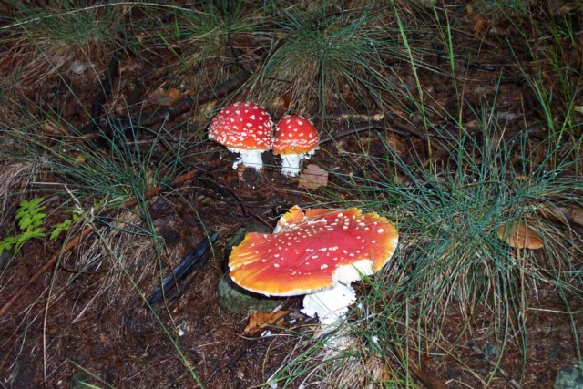 funghi